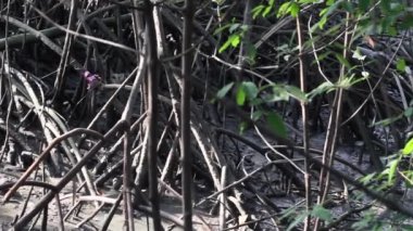 Tayland 'daki Mangrove Ormanı.