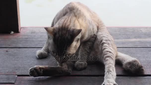 Kot Czyści Się Drewnianą Podłogę — Wideo stockowe