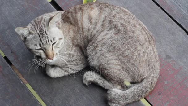 Close Cat Sleeping Gape Wooden Floor — Stock Video