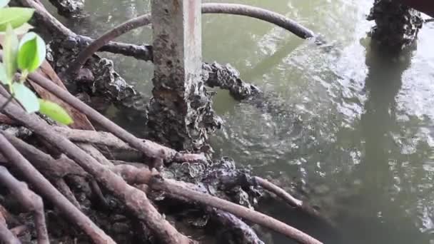 Erosión Del Agua Manglares Con Ostra — Vídeo de stock