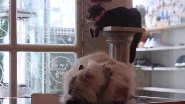 Schattige Kat Slaapt Reiniging — Stockvideo
