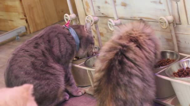 Lovely Kucing Lucu Makan — Stok Video