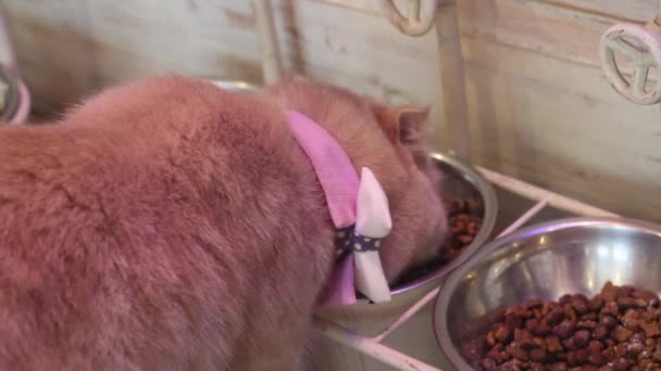 Precioso Lindo Gato Comer — Vídeo de stock