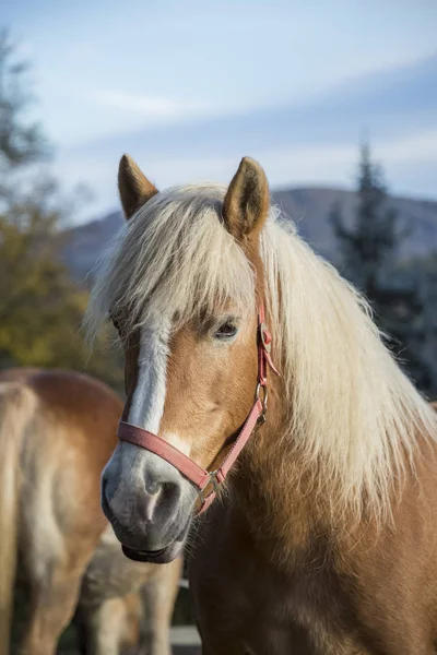 Портрет красивого коня — стокове фото