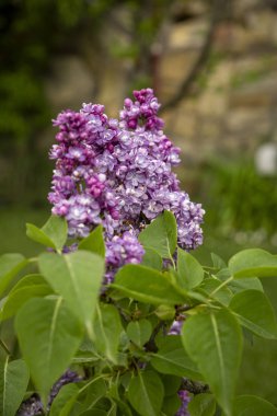 Bahar leylağının güzel dalı, yakın plan, seçici odak.