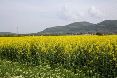 Bulgaristan 'da sarı tarla kolza tohumu çiçek açtı.