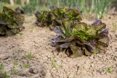 Bulgaristan 'ın sebze tarlasında bahçe yatağında kırmızı yapraklı marul. Lactuca sativa yaprakları, yakın plan. Yaprak Marul Çiftliği.