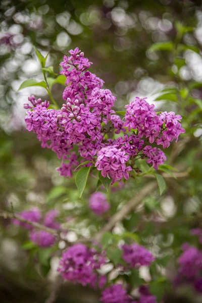 Hermosa rama de la primavera Lilac primer plano, enfoque selectivo . —  Fotos de Stock