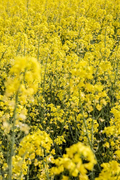 Campo amarillo de colza en flor en Bulgaria. —  Fotos de Stock
