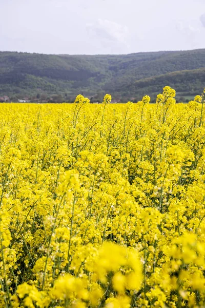 Campo amarillo de colza en flor en Bulgaria. —  Fotos de Stock