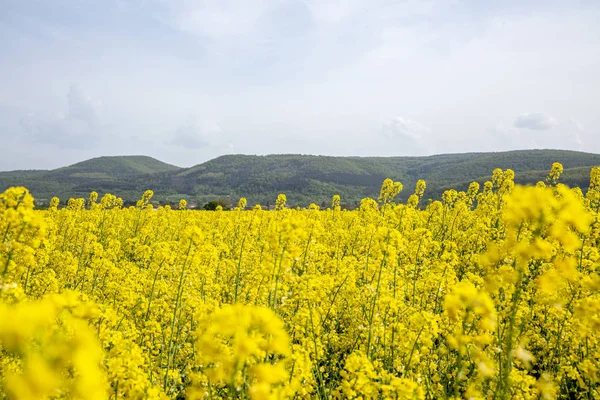 Campo amarillo de colza en flor en Bulgaria. —  Fotos de Stock