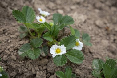 Bahar bahçesindeki yataklarda çiçek açan çilek bitkileri. İlkbaharda çilek fidanı..