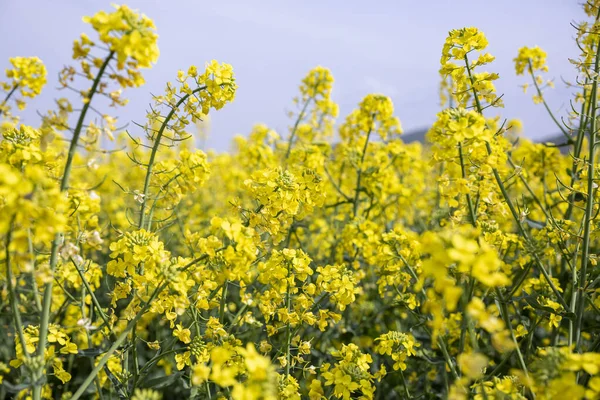 Kuning bidang rapeseed mekar di Bulgaria. — Stok Foto