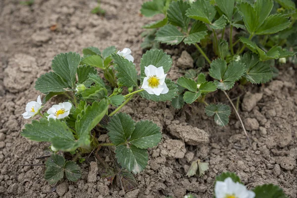 Las plantas de las fresas que florecen sobre las camas en el jardín primaveral. una plántula de fresa en primavera . — Foto de Stock