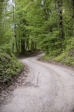 Bulutlu bir günde ormanın içinden geçen kıvrımlı bir yol..