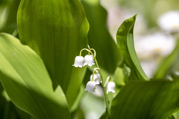 Lily z doliny kwiat w wiosennym ogrodzie. — Zdjęcie stockowe