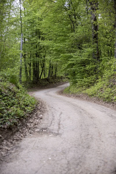 En kurvig väg en molnig dag som går genom en skog. — Stockfoto