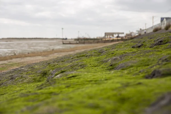 Close-up of Seaweed growing on rocky shore and visible at low tide. Selective Focus. — Stockfoto