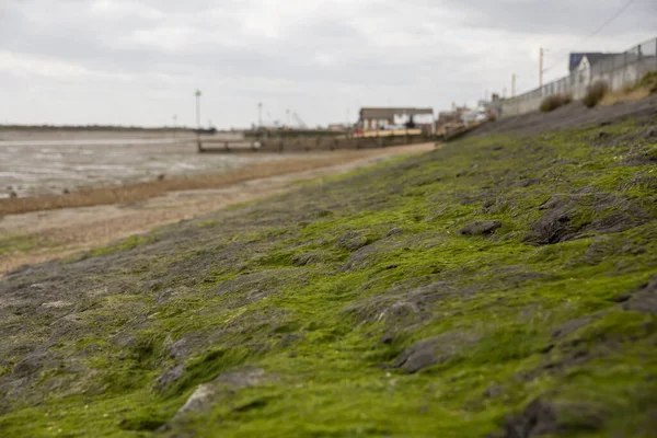 Close-up of Seaweed growing on rocky shore and visible at low tide. Selective Focus. — Stockfoto