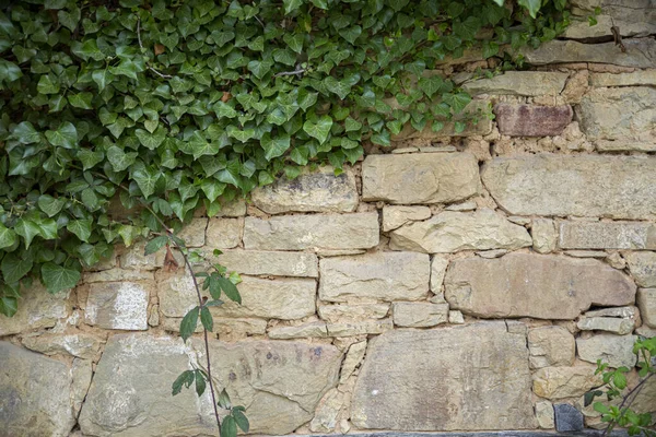 Cerca Parede Pedra Fundo Textura Rústica Quintal Lado Fora Planta — Fotografia de Stock