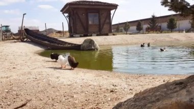 Kahverengi, beyaz ve siyah ördekler halka açık bir parkta göletin önündeki tüyleri temizliyor..