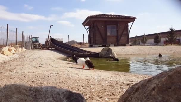 Patos marrones, blancos y negros limpiando plumas frente a un estanque en un parque público. — Vídeos de Stock