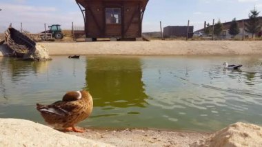 Kamu parkındaki göletin önünde tüy temizleyen kahverengi ördek. Ördeklerin kuyruklarının yanında yağ salgılayan bir salgı bezi vardır. Bu salgı bezleri, suyun içinde ıslanmamak için tüylerini ördeklerle ovuşturur..