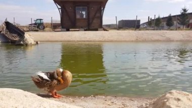 Kamu parkındaki göletin önünde tüy temizleyen kahverengi ördek. Ördeklerin kuyruklarının yanında yağ salgılayan bir salgı bezi vardır. Bu salgı bezleri, suyun içinde ıslanmamak için tüylerini ördeklerle ovuşturur..