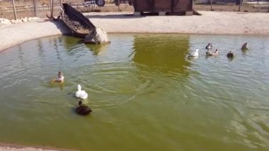 Bulgaristan 'da kızgın güneşin altında bir ördek sürüsü yüzer ve serinler..