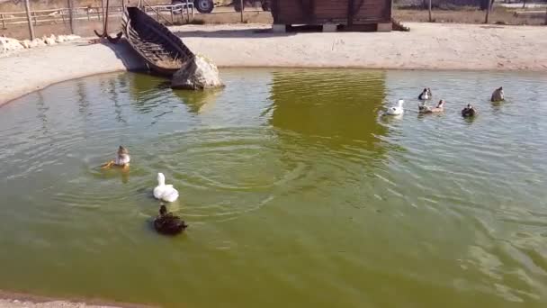 Una Bandada Patos Nadan Refrescan Pequeño Estanque Bajo Sol Ardiente — Vídeos de Stock