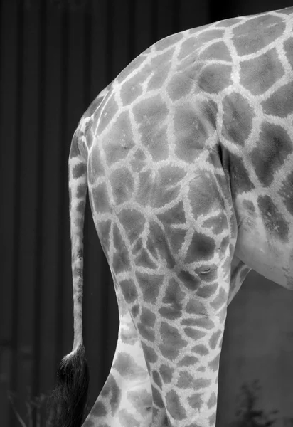 Giraffe abstract black and white — Stock Photo, Image