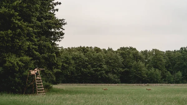 genç adam bir orman glade üzerinde iki geyikler gözlemleyerek