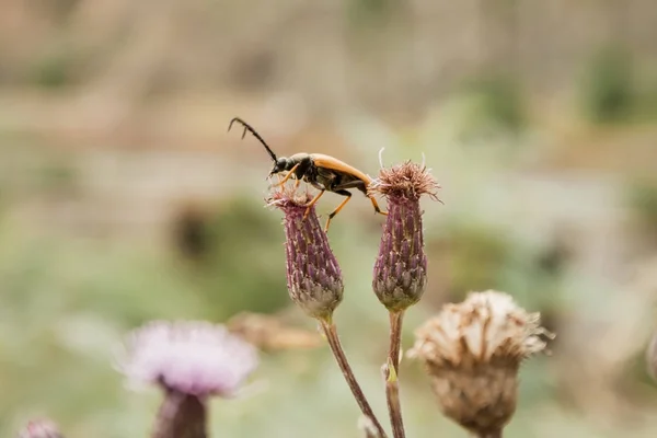 solmuş çiçekleri bir demet tırmanma hata