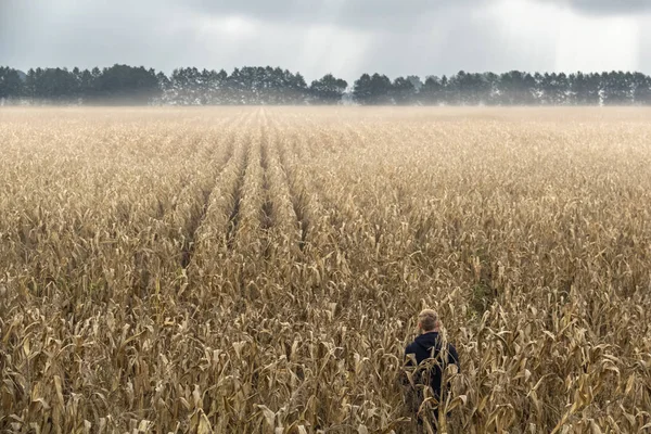 Mısır tarlasında tek başına duran bir adam