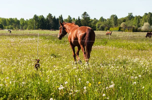 Brown horse with little brown dog in the field — Stock Photo, Image