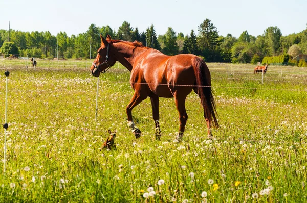 Brown horse with little brown dog in the field — Stock Photo, Image