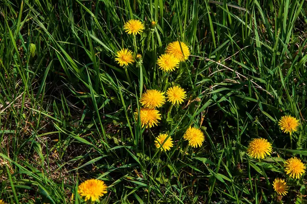 Dandelion kuning di rumput hijau — Stok Foto