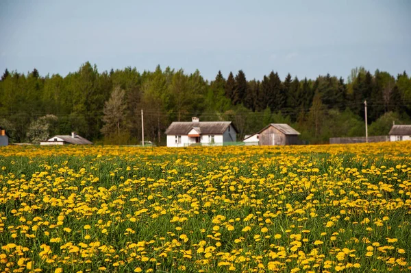Piękne pole na tle domy — Zdjęcie stockowe