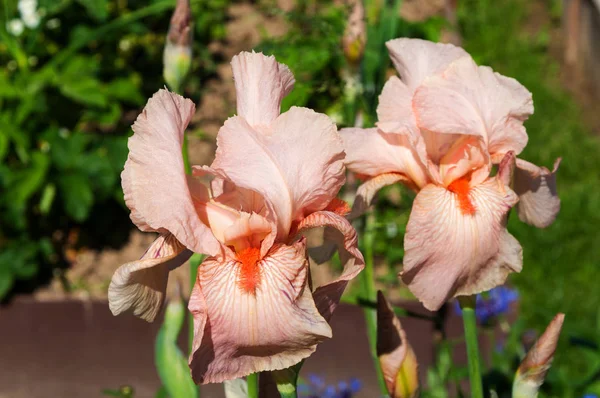 Schöne rosa Iris — Stockfoto