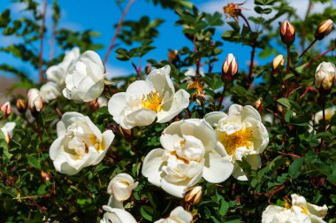 Yaban gülü beyaz çiçekler