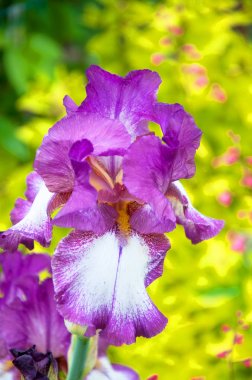 Mor Iris, Mor çiçek bahçesinde