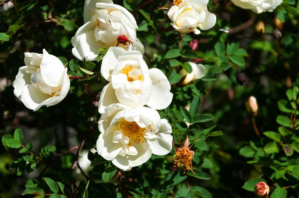 Yaban gülü beyaz çiçekler