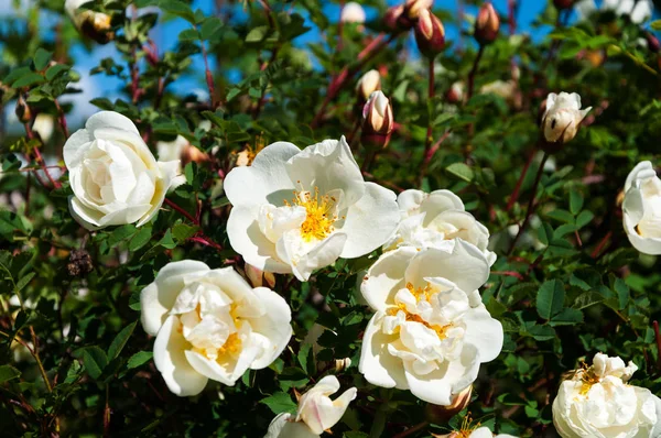 Yaban gülü beyaz çiçekler