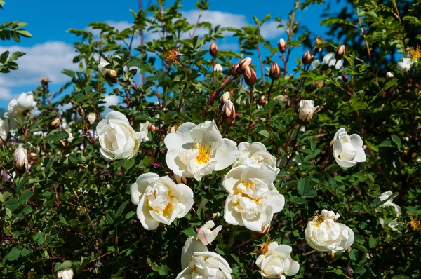 Yaban gülü beyaz çiçekler