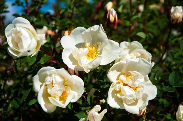 Yaban gülü beyaz çiçekler