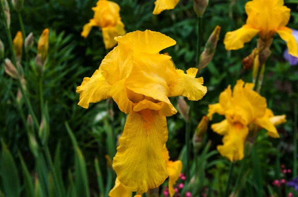 Le belle iridi gialle — Foto Stock