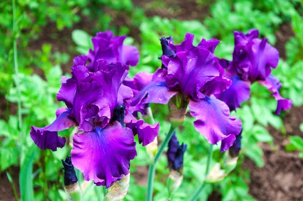 Violette Iris, violette Blumen im Garten — Stockfoto