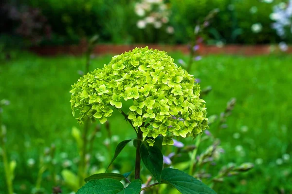 Hortensia verde floreciendo — Foto de Stock