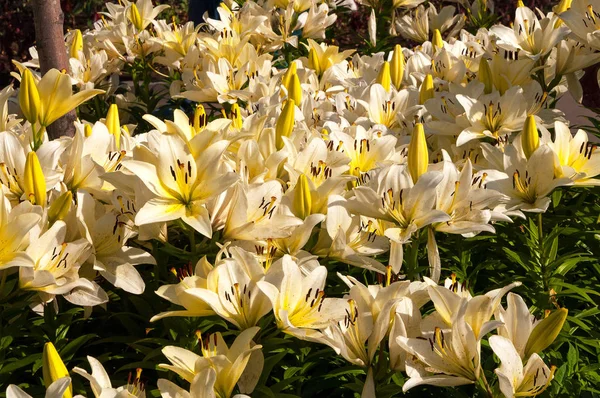 Белые лилии в саду — стоковое фото