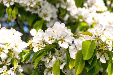 güzel armut çiçeği bahar closeup